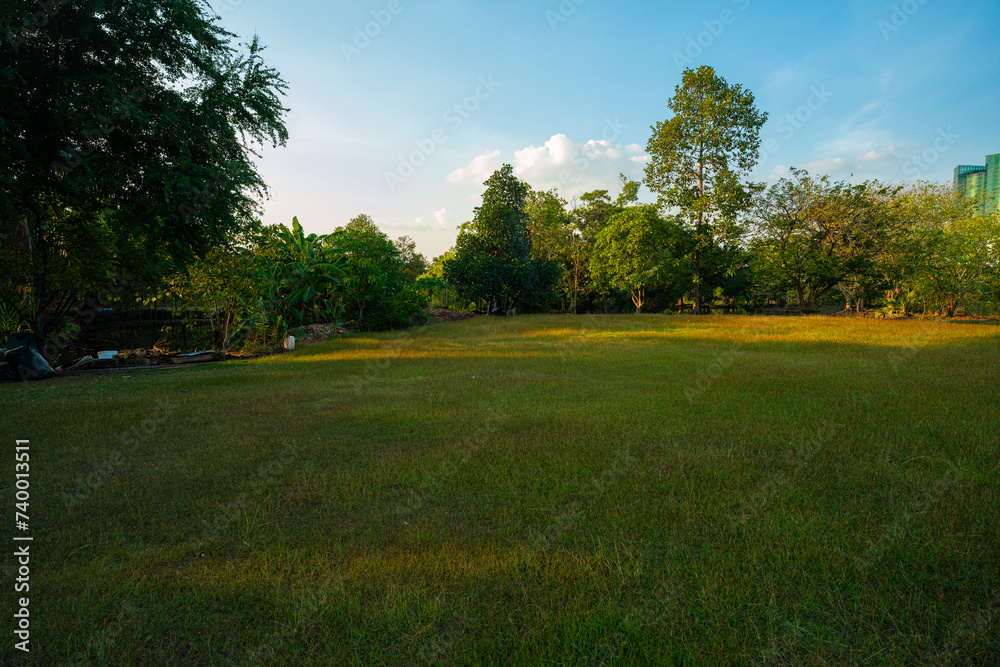 City park green meadow grass sunset evenign sky with cloud nature landscape