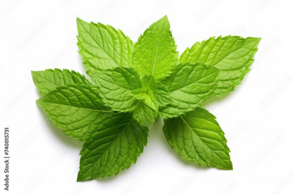 Mint leaf. Fresh mint on white background. Mint leaves isolated. Mint leaf. Fresh mint on white background. Mint leaves isolated.