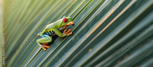 Curious red-eyed Amazon Tree Frog photographed on a palm leaf.