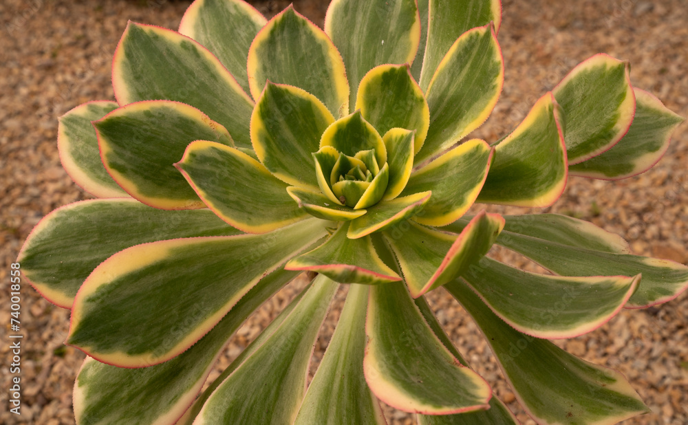 Succulents. Top view of Aeonium sunburst, also known as Copper pinwheel, big rosette of green, yellow and red leaves.
Succulents. Top view of Aeonium sunburst, also known as Copper pinwheel, big rosette of green, yellow and red leaves.