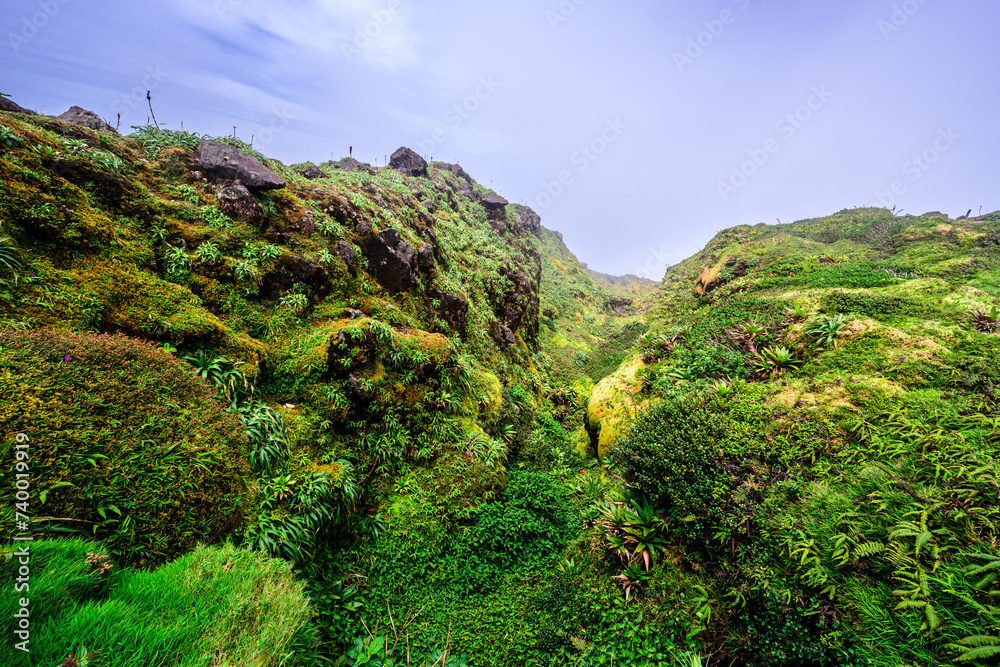 Végétation humide de la Soufrière