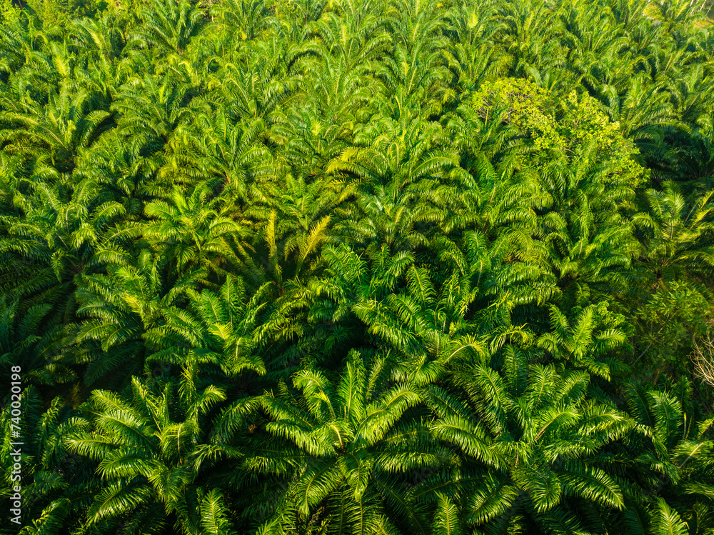 Tropical rainforest palm oil plantation tree morning sunrise food industry