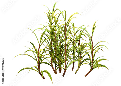 3D Rendering Sugercane Plants on White photo