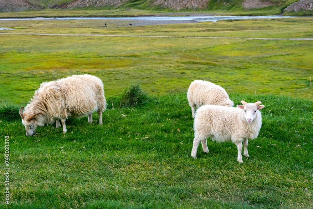 Sheep in the grassland. Iceland. Europe. Horizontal Sheep in the grassland. Iceland. Europe. Horizontal