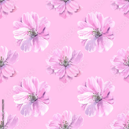Watercolour Sakura spring flowers illustration seamless pattern. Seasonal Cherry blossom. On pink background. Hand-painted. Botanical Floral elements.For interior print decoration, fabric, wrapping.