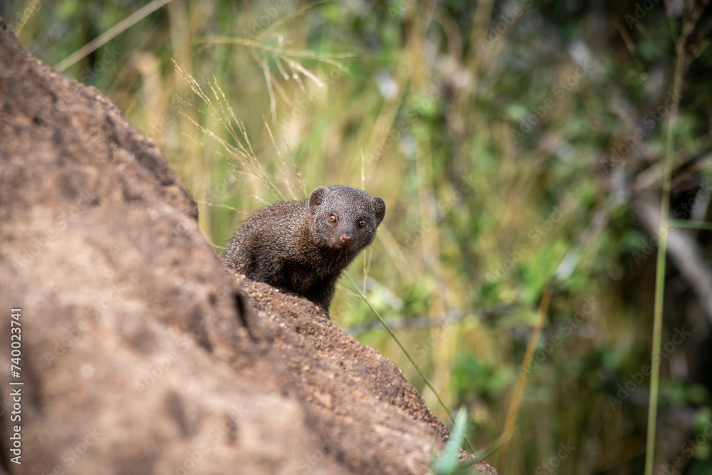 The common dwarf mongoose (Helogale parvula) is a mongoose species native to Angola, northern Namibia, KwaZulu-Natal in South Africa, Zambia and East Africa. The common dwarf mongoose (Helogale parvula) is a mongoose species native to Angola, northern Namibia, KwaZulu-Natal in South Africa, Zambia and East Africa.