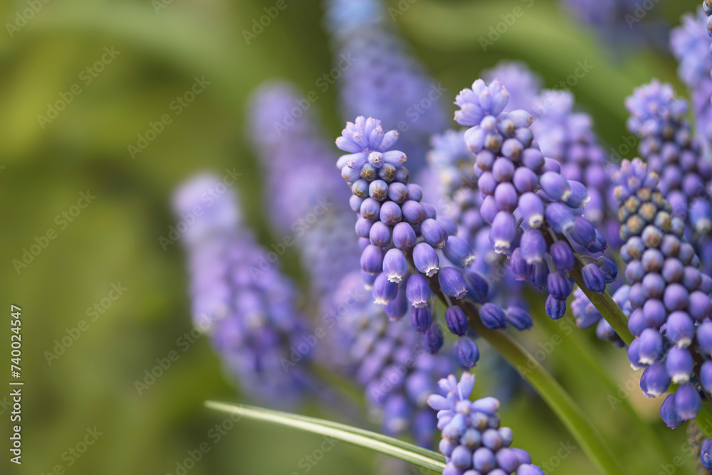 Tender blue muscari flowers. Beautiful floral background. Amazing view of bright blue muscari blooming in a garden in the middle of a spring day with green grass. Tender blue muscari flowers. Beautiful floral background. Amazing view of bright blue muscari blooming in a garden in the middle of a spring day with green grass.