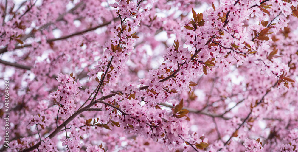 Blooming cherry tree in the spring garden. Spring background Blooming cherry tree in the spring garden. Spring background