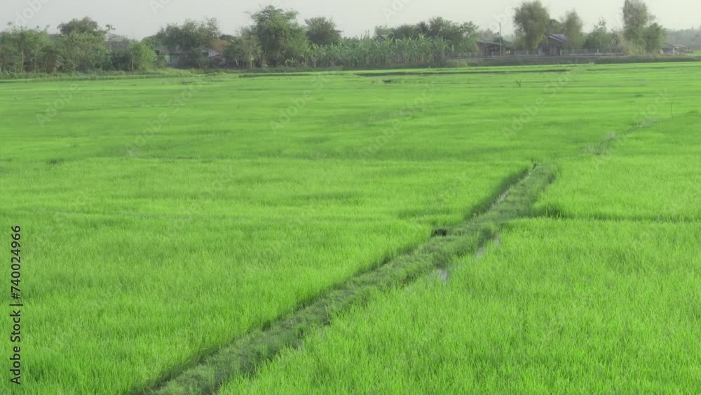 Young rice are growing in Rice field Young rice are growing in Rice field