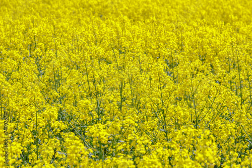 Canola field, blooming canola flowers close-up. Bright yellow rapeseed oil. Flowering rapeseed.
