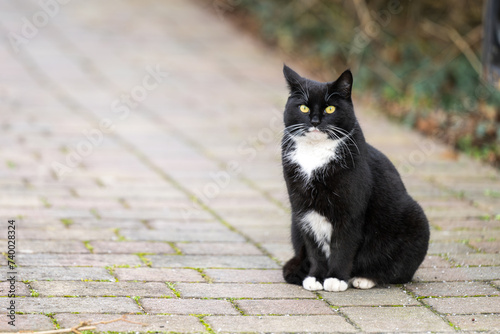 Eine schwarz weisse Katze sitzt auf dem Gehweg