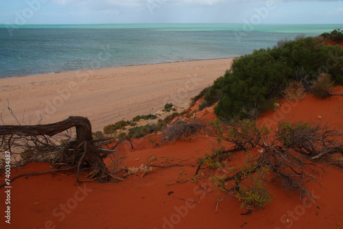 françois péron park at shark bay in australia photo