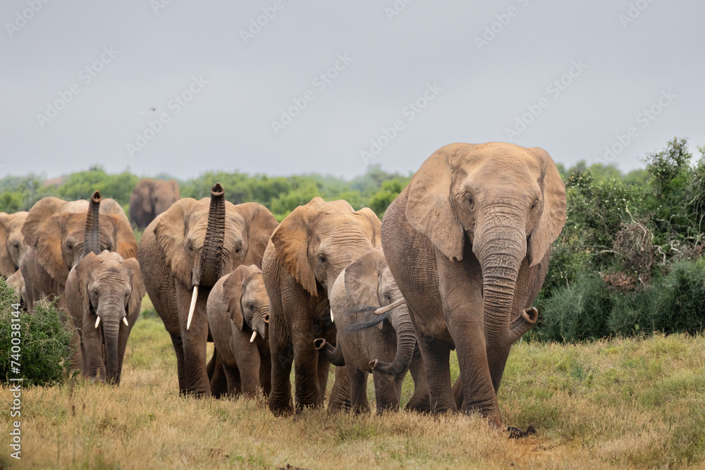 Marching Elephants