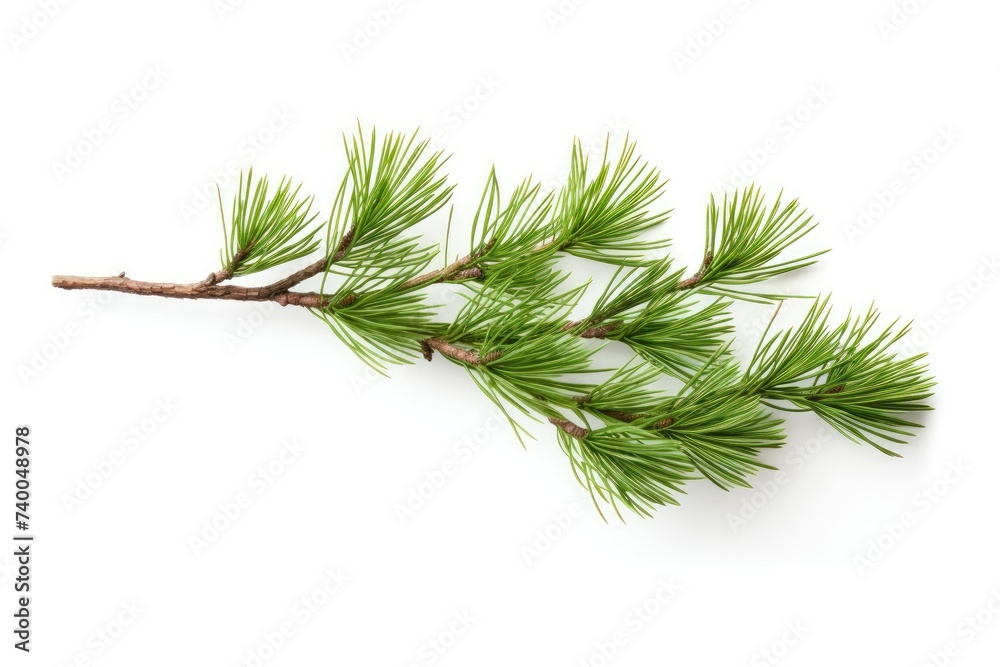 pine branch tree isolated on white background. element for bouquets. pine branch tree isolated on white background. element for bouquets.