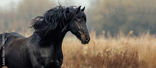 A Welsh part bred black stallion standing majestically in a field of tall, green grass. The horse is strong and graceful, with its shiny coat glistening in the sunlight. photo