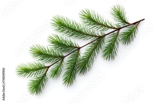 pine branch tree isolated on white background. element for bouquets.