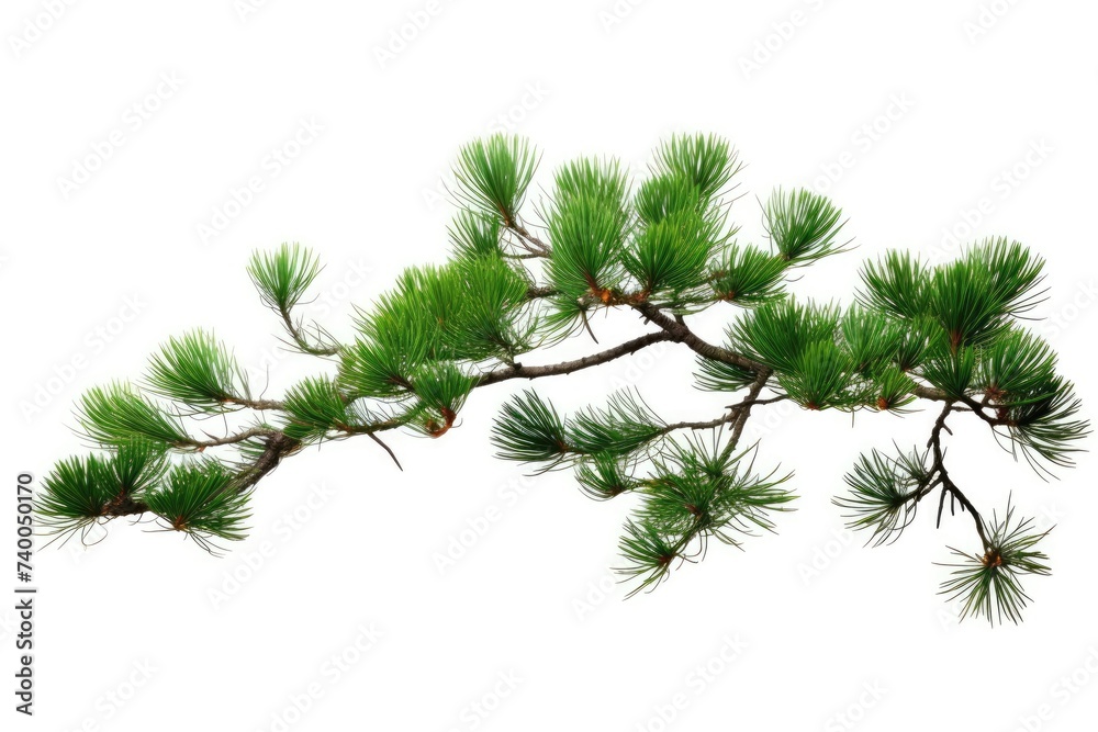 Obraz premium pine branch tree isolated on white background. element for bouquets.
