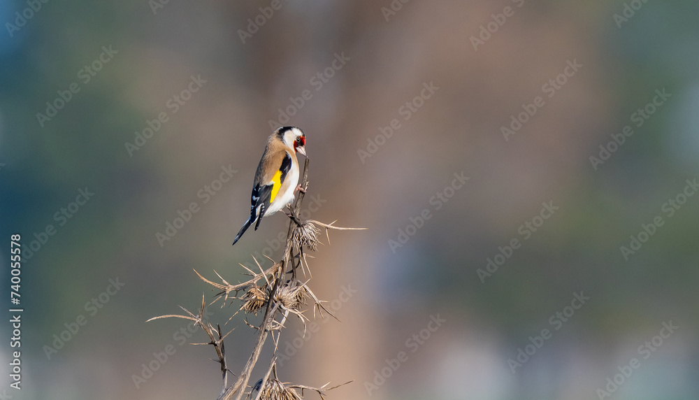 Fototapeta premium The goldfinch (Carduelis carduelis) feeds mostly on thistle seeds in winter. They are undoubtedly the best songbirds in the world.