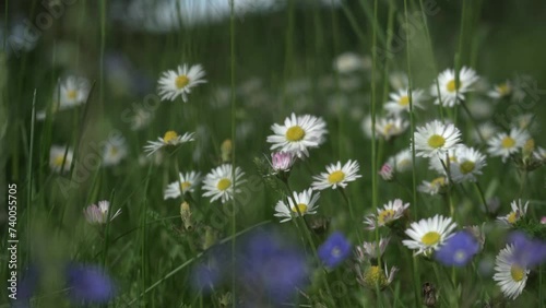 Calm daisy, blooming white flowers, green meadows. Whisper of nature, close-up, white chamomile flowers, green field. Blooming beauties, white daisies, blooming, picturesque meadow. Green la. Bellis.  photo