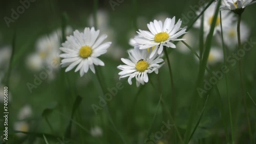 Calm daisy, blooming white flowers, green meadows. Whisper of nature, close-up, white chamomile flowers, green field. Blooming beauties, white daisies, blooming, picturesque meadow. Green la. Bellis.  photo