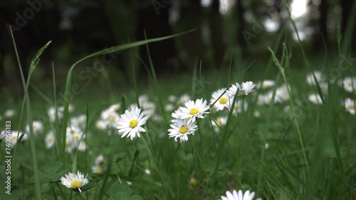 Calm daisy, blooming white flowers, green meadows. Whisper of nature, close-up, white chamomile flowers, green field. Blooming beauties, white daisies, blooming, picturesque meadow. Green la. Bellis.  photo