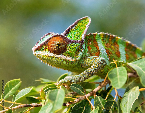 Flap-necked chameleon (Chameleo dilepis) on Acacia bush. Safari Lodge, Ngorongoro Conservation Area, Tanzania. photo