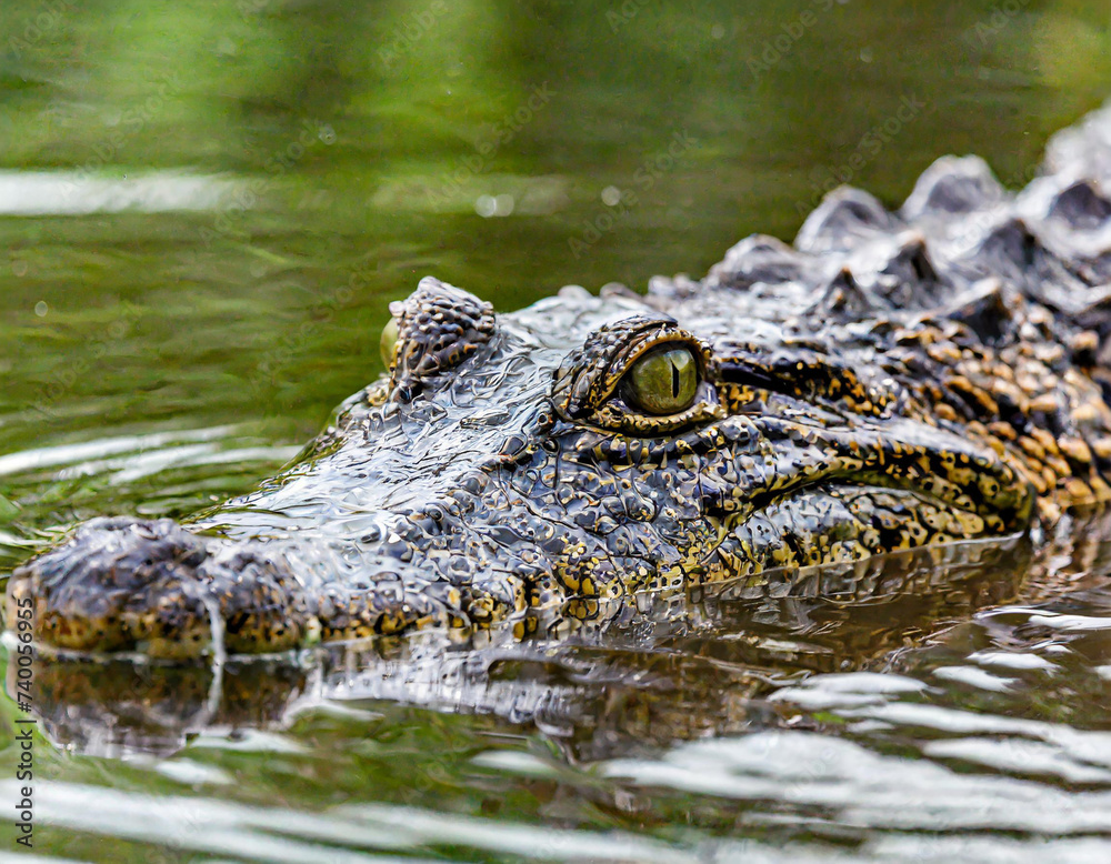 Saltwater crocodile (Crocodylus porosus) partially submerged with ripples on water from raindrops. Sarawak, Borneo, Malaysia.