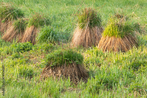 Group of Tuft carex, Carex cespitosa growing on a wet meadow in rural Estonia, Northern Europe photo