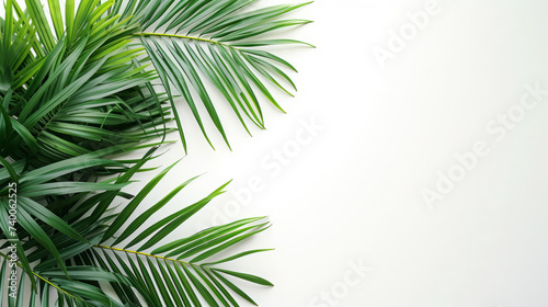 Palm branches background palm tropical leaves © Creation