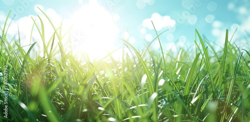 green grass and blue sky background
