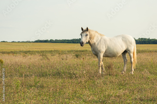 Serene scene of a white horse grazing in a field with tall grass and wildflowers. The horse is the focal point of the image  surrounded by nature under the soft light of either early morning 