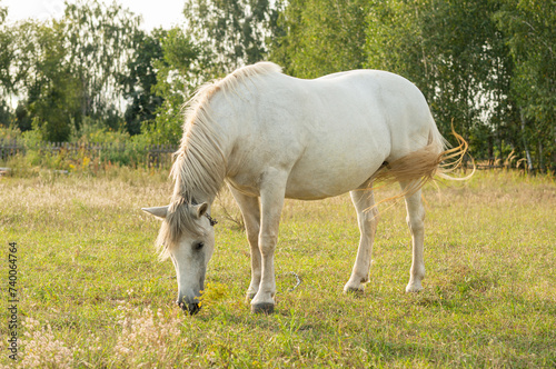 Serene scene of a white horse grazing in a field with tall grass and wildflowers. The horse is the focal point of the image, surrounded by nature under the soft light of either early morning 
