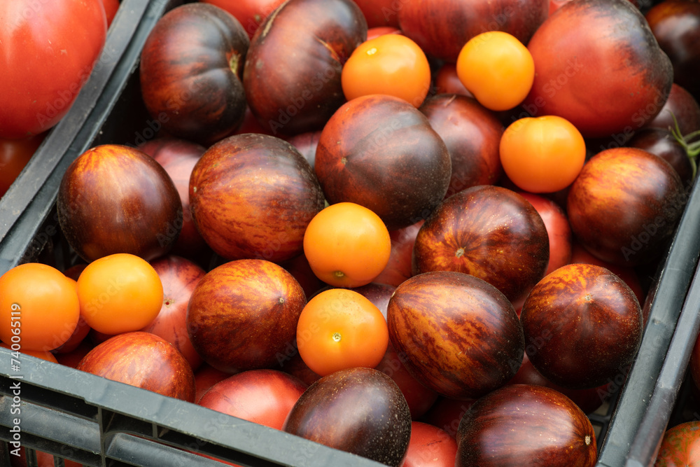 Ripe tomatoes, prominently displaying their rich, red and orange colors. There are different types of tomatoes visible. The tomatoes are housed in a black plastic tray Ripe tomatoes, prominently displaying their rich, red and orange colors. There are different types of tomatoes visible. The tomatoes are housed in a black plastic tray