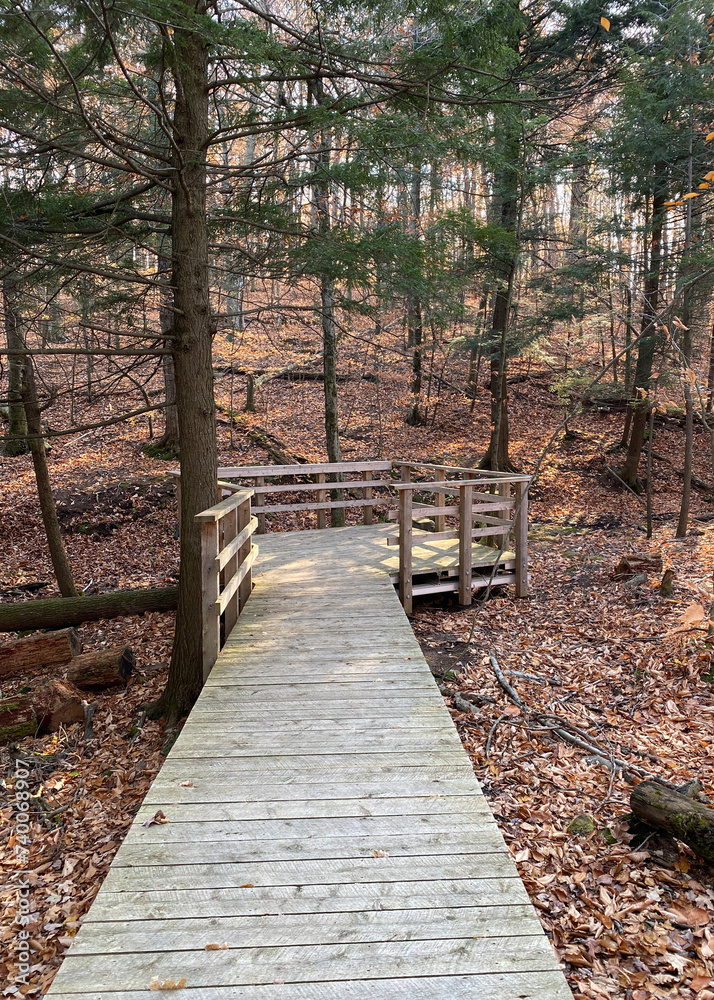 Wooden bridge in the forest. Path in autumn woods. Deck and boardwalk in a nature park. Footpath among the colorful trees. Wooden bridge in the forest. Path in autumn woods. Deck and boardwalk in a nature park. Footpath among the colorful trees.