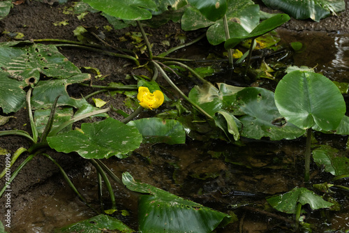 Beautiful flowering Yellow water-lily in the middle of lush green leaves in a shallow water on a summer day in Estonia, Northern Europe