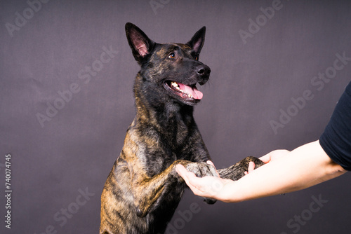 Friendship between Human and dog, feeding and taking paw in hand
