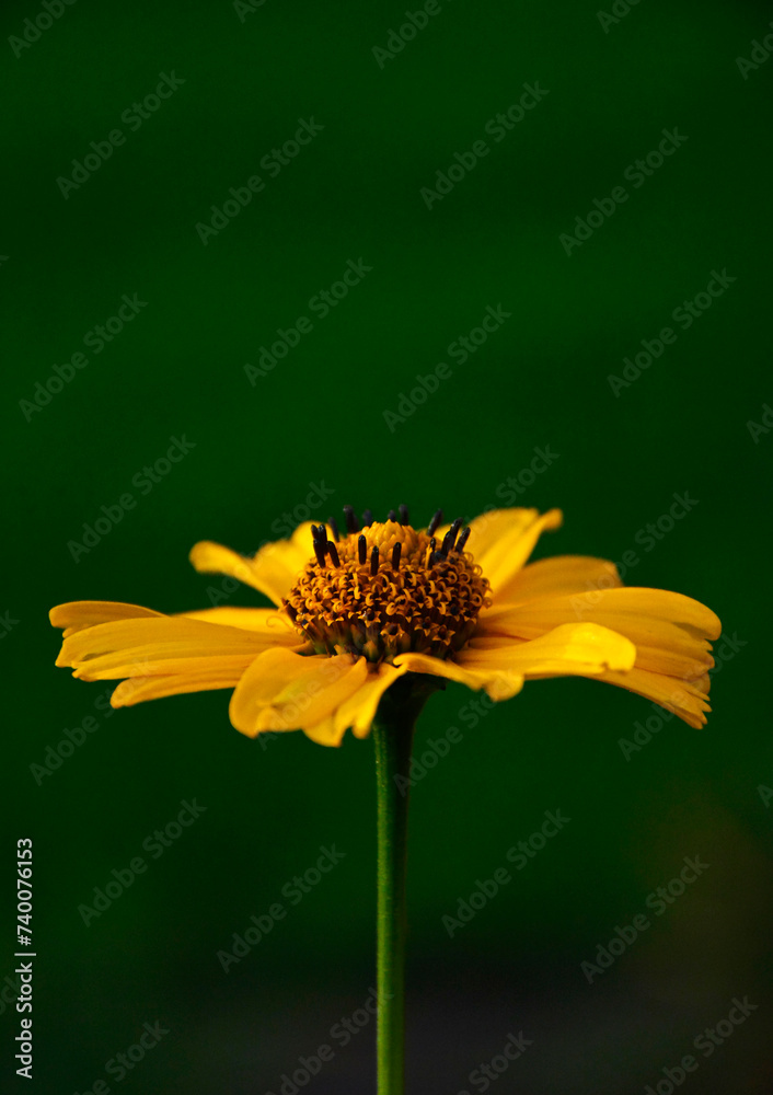 żółty kwiat na zielonym tle, yellow flower on a green background, Słoneczniczek szorstki, Heliopsis helianthoides	 - obrazy, fototapety, plakaty 