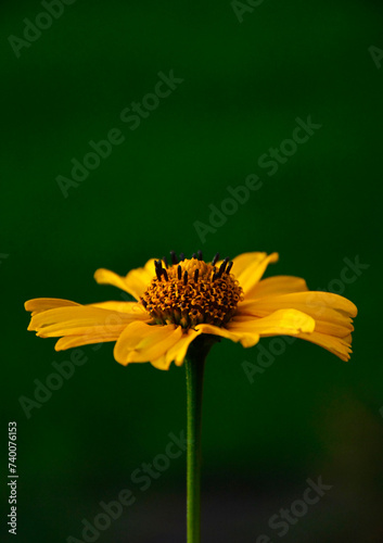 żółty kwiat na zielonym tle, yellow flower on a green background, Słoneczniczek szorstki, Heliopsis helianthoides 