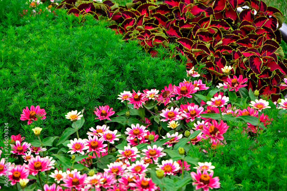 kolorowe cynie i coleusy, Zinnia, colorful flowers on a flowerbed
