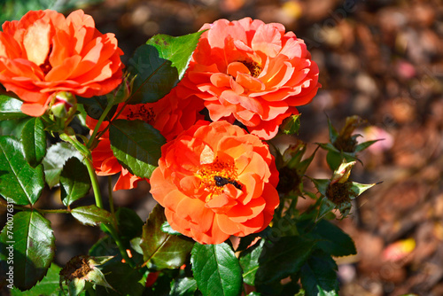 pomarańczowa róża na tle zielonych liści, krzew różany, orange rose on a background of green leaves, rose bush, romantic flower 