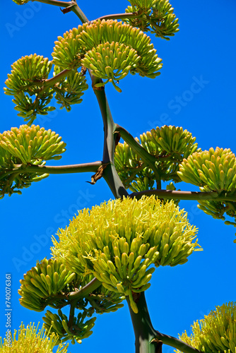 kwitnąca agawa, blooming agave on the blue sky, tall agave inflorescence	 photo
