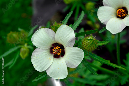 ketmia południowa, Hibiscus trionum, flower-of-an-hour, bladder hibiscus, bladder ketmia, bladder weed, puarangi, venice mallow
