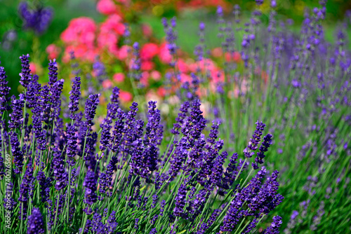 lawenda wąskolistna w ogrodzie, lavender, Lavandula angustifolia 