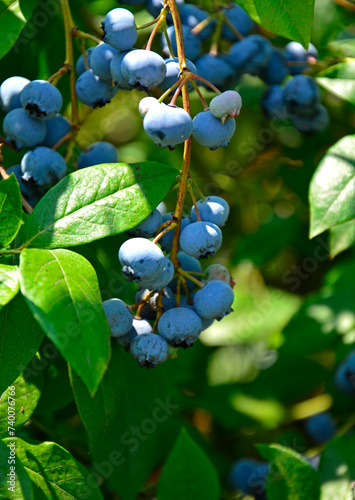 borówki amerykańskie owoce na krzaku, Borówka wysoka, niebieska jagoda, dojrzewajace borówki (Vaccinium corymbosum), blueberries fruits on the bush, highbush blueberry, ripening blueberries  photo
