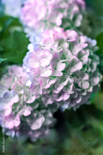 Pink-purple hydrangea flowers in close-up. Gardening, seed packaging