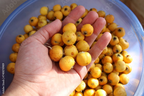 Crataegus orientalis, known as oriental hawthorn, is a species of hawthorn native to the Mediterranean region, Turkey with fruits that are orange or various shades of red. photo