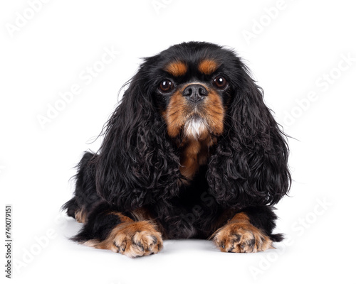Valokuva Pretty Cavalier King Charles Spaniel dog, laying down facing front
