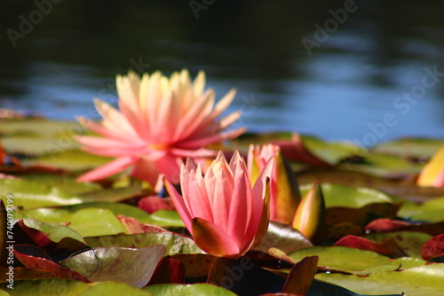 Colorful lotus flower above the lake. Nelumbo is a genus of aquatic plants with large, showy flowers.