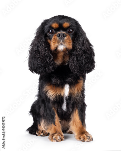 Pretty Cavalier King Charles Spaniel dog, sitting up facing front. Looking towards camera. Isolated on a white background.