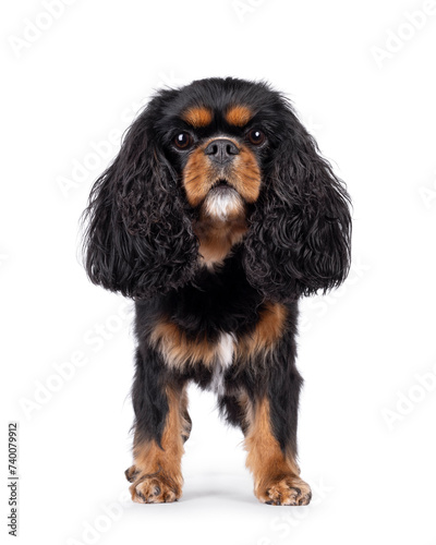 Pretty Cavalier King Charles Spaniel dog, standing side ways. Looking proud towards camera. Isolated on a white background.